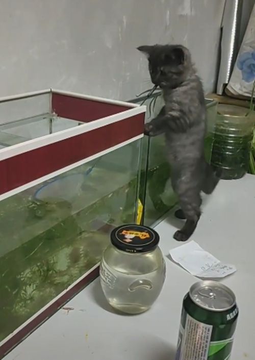 3个月猫咪咬着渔网捞鱼，主人都看愣了，网友：明年送清华吧休闲区蓝鸢梦想 - Www.slyday.coM