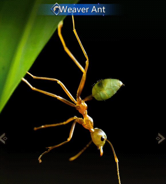 海外营收抬头，三七又一款SLG开始发力了休闲区蓝鸢梦想 - Www.slyday.coM