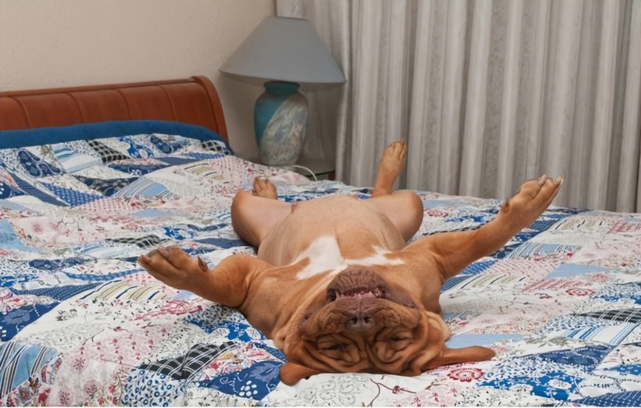 这几个地方，都是狗狗的最爱，你带它去过吗？休闲区蓝鸢梦想 - Www.slyday.coM