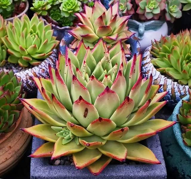 夏天这些多肉容易“养死”?不要被“假象”骗了,这样做轻松度夏休闲区蓝鸢梦想 - Www.slyday.coM 夏天这些多肉容易“养死”?不要被“假象”骗了,这样做轻松度夏休闲区蓝鸢梦想 - Www.slyday.coM