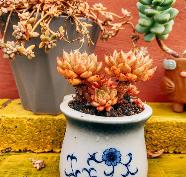 夏天这些多肉容易“养死”?不要被“假象”骗了,这样做轻松度夏休闲区蓝鸢梦想 - Www.slyday.coM 夏天这些多肉容易“养死”?不要被“假象”骗了,这样做轻松度夏休闲区蓝鸢梦想 - Www.slyday.coM