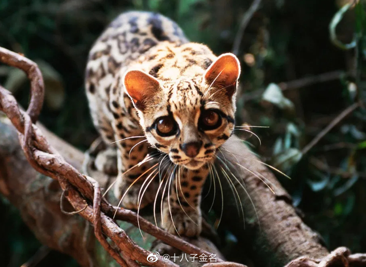 这是一句在熟悉不过的公益广告了：没有买卖就没有杀害……休闲区蓝鸢梦想 - Www.slyday.coM