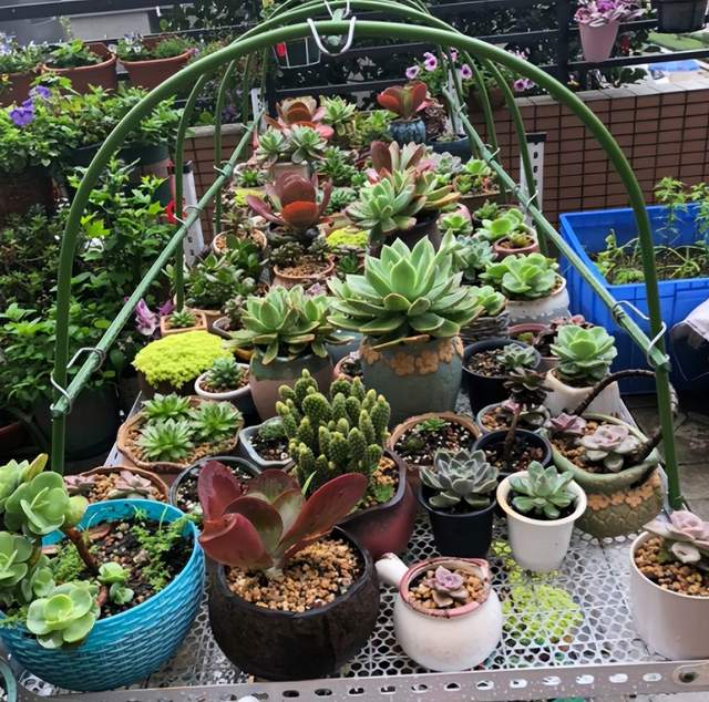 夏天这些多肉容易“养死”?不要被“假象”骗了,这样做轻松度夏休闲区蓝鸢梦想 - Www.slyday.coM 夏天这些多肉容易“养死”?不要被“假象”骗了,这样做轻松度夏休闲区蓝鸢梦想 - Www.slyday.coM