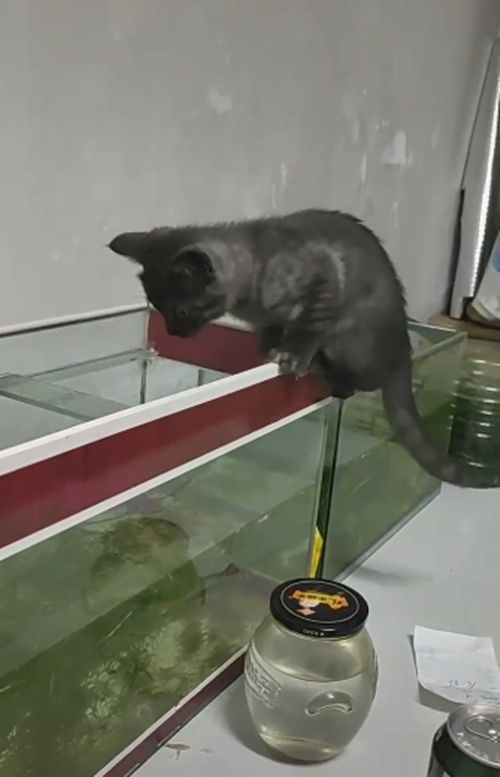 3个月猫咪咬着渔网捞鱼，主人都看愣了，网友：明年送清华吧休闲区蓝鸢梦想 - Www.slyday.coM