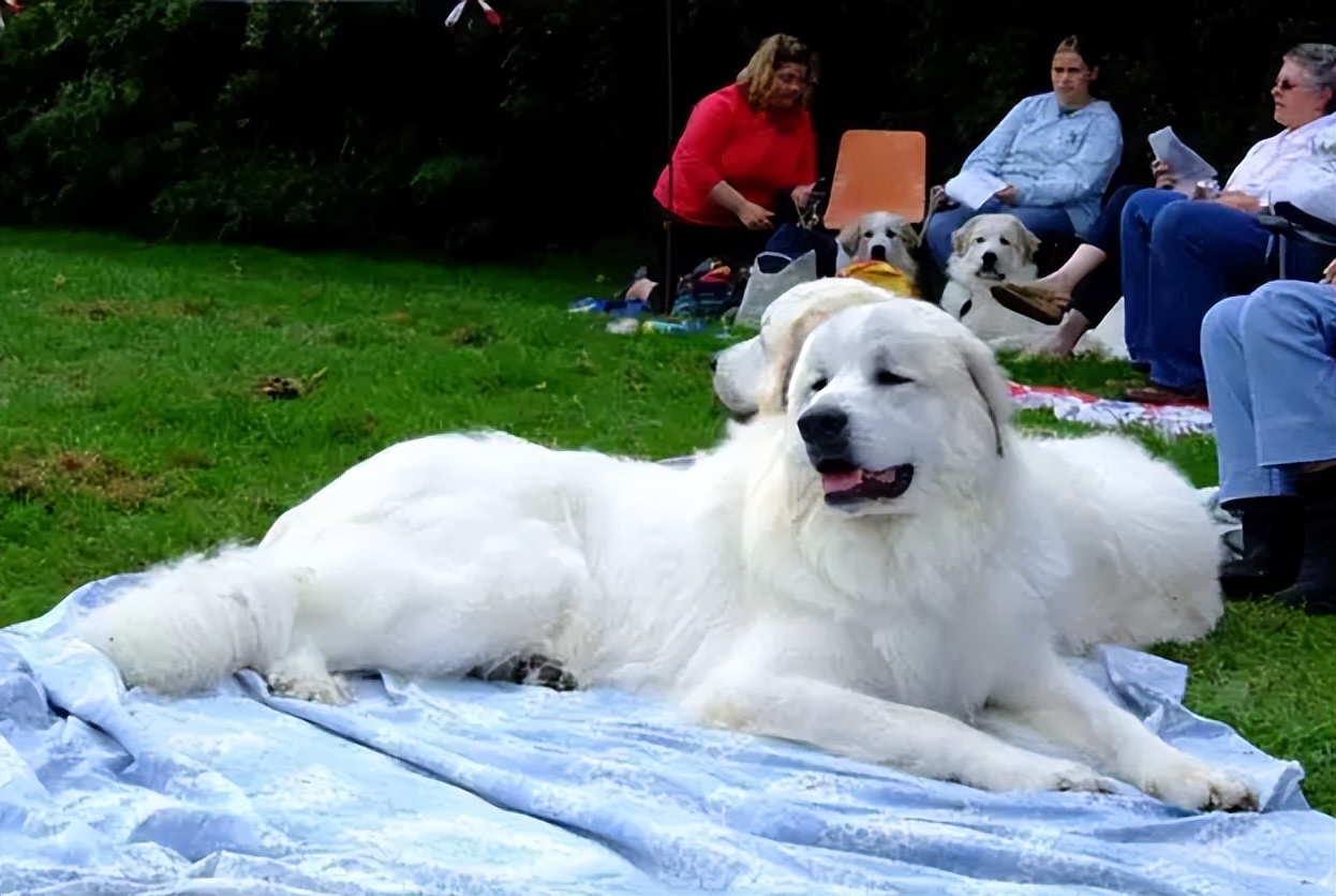 为什么养“大白熊犬”的人越来越多，网友：养了就不想换狗了休闲区蓝鸢梦想 - Www.slyday.coM