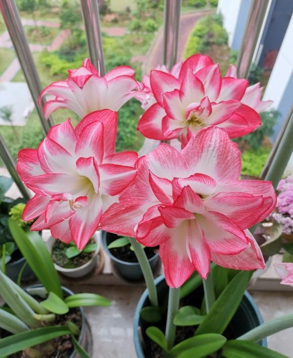 都是朱顶红,价格差这么多?便宜的三五块,价格高的上百块休闲区蓝鸢梦想 - Www.slyday.coM 都是朱顶红,价格差这么多?便宜的三五块,价格高的上百块休闲区蓝鸢梦想 - Www.slyday.coM