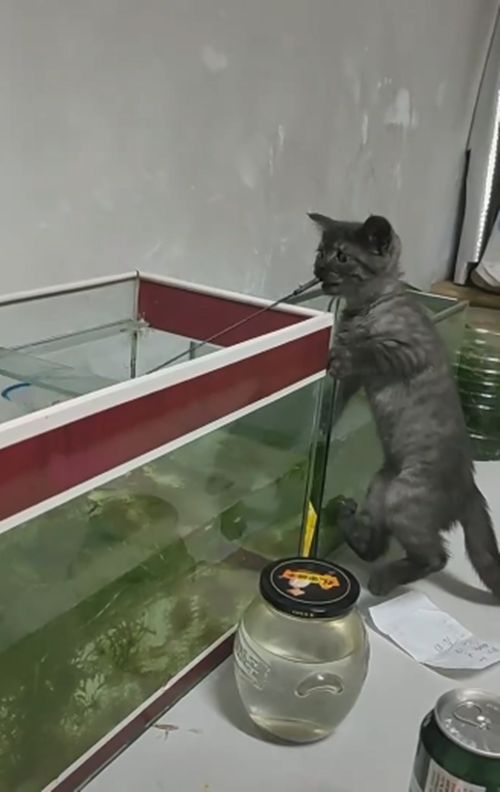 3个月猫咪咬着渔网捞鱼，主人都看愣了，网友：明年送清华吧休闲区蓝鸢梦想 - Www.slyday.coM