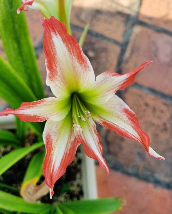 都是朱顶红,价格差这么多?便宜的三五块,价格高的上百块休闲区蓝鸢梦想 - Www.slyday.coM 都是朱顶红,价格差这么多?便宜的三五块,价格高的上百块休闲区蓝鸢梦想 - Www.slyday.coM