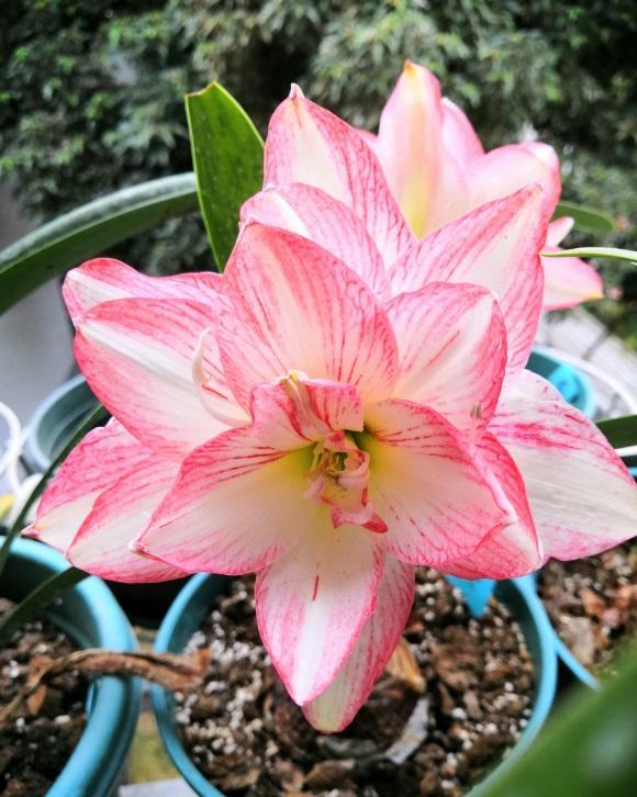 都是朱顶红,价格差这么多?便宜的三五块,价格高的上百块休闲区蓝鸢梦想 - Www.slyday.coM 都是朱顶红,价格差这么多?便宜的三五块,价格高的上百块休闲区蓝鸢梦想 - Www.slyday.coM