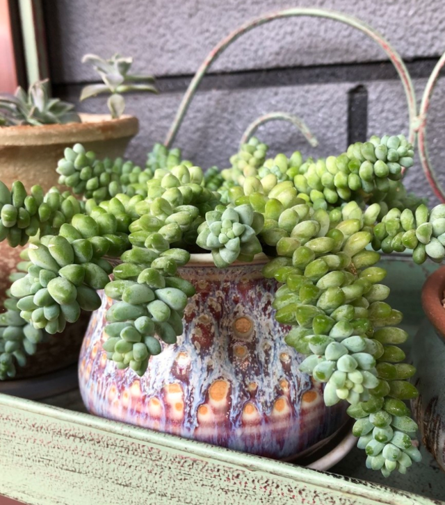 夏天这些多肉容易“养死”?不要被“假象”骗了,这样做轻松度夏休闲区蓝鸢梦想 - Www.slyday.coM 夏天这些多肉容易“养死”?不要被“假象”骗了,这样做轻松度夏休闲区蓝鸢梦想 - Www.slyday.coM