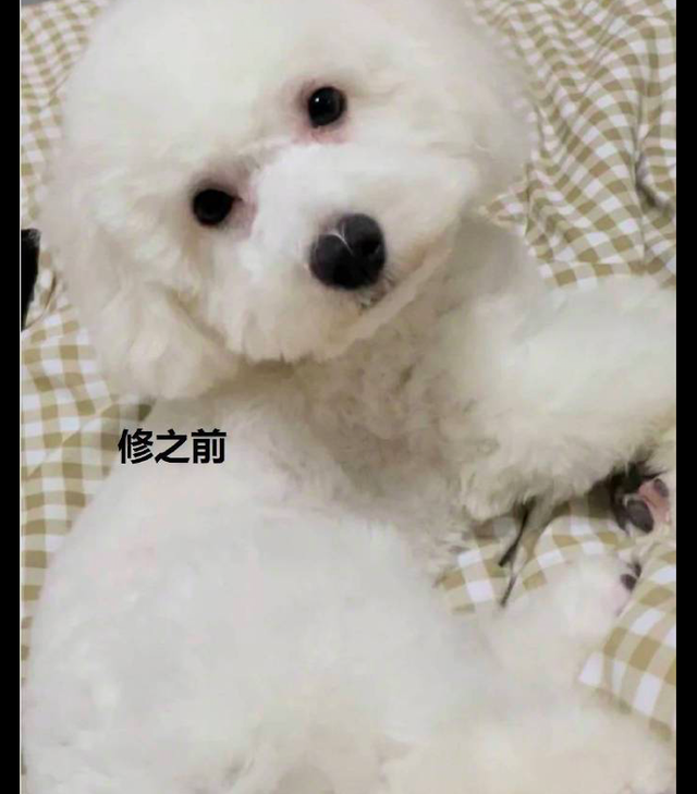 疫情结束带狗狗去剪发，造型把主人都给气哭了，说好的可爱型的呢休闲区蓝鸢梦想 - Www.slyday.coM