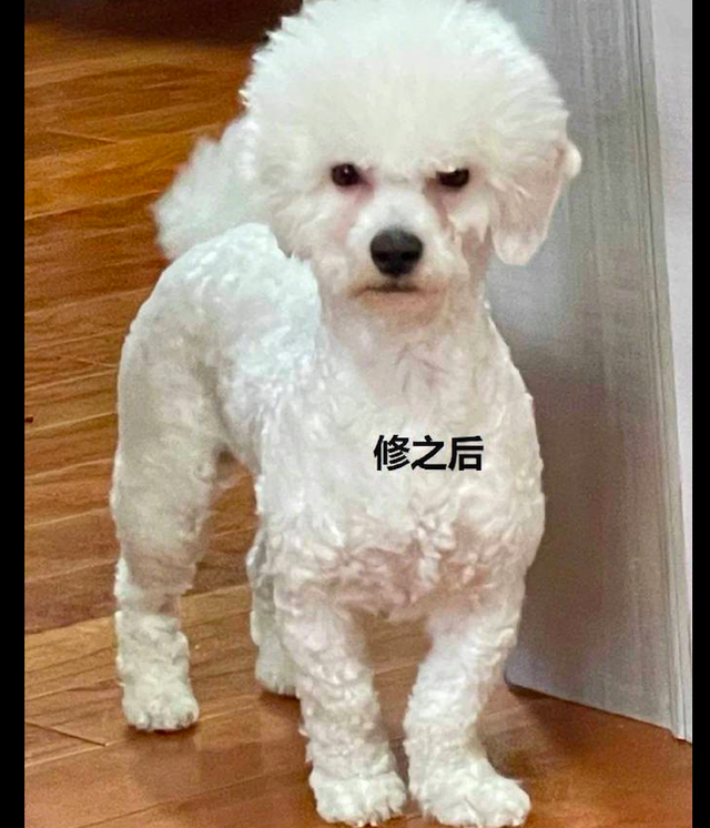 疫情结束带狗狗去剪发，造型把主人都给气哭了，说好的可爱型的呢休闲区蓝鸢梦想 - Www.slyday.coM