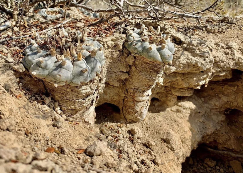 原生多肉的魅力,国内要1万块,甚至还买不到,国外遍地都是休闲区蓝鸢梦想 - Www.slyday.coM 原生多肉的魅力,国内要1万块,甚至还买不到,国外遍地都是休闲区蓝鸢梦想 - Www.slyday.coM