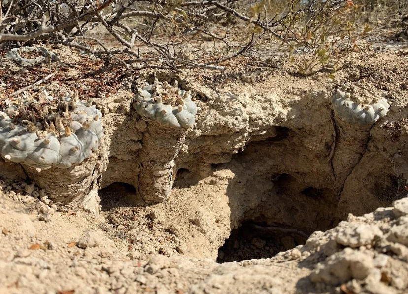 原生多肉的魅力,国内要1万块,甚至还买不到,国外遍地都是休闲区蓝鸢梦想 - Www.slyday.coM 原生多肉的魅力,国内要1万块,甚至还买不到,国外遍地都是休闲区蓝鸢梦想 - Www.slyday.coM