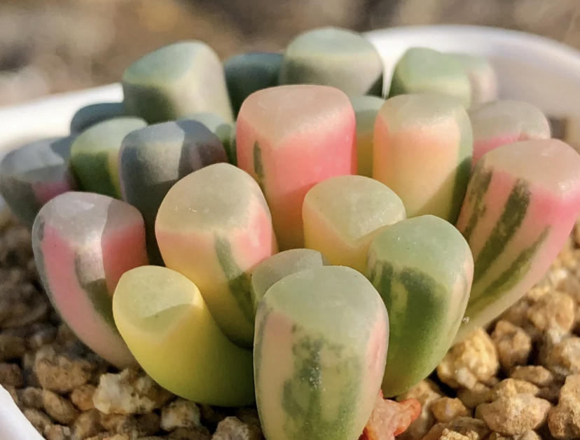 高价买的2棵多肉,全都是锦化,1棵300块,繁殖幼苗再卖掉休闲区蓝鸢梦想 - Www.slyday.coM 高价买的2棵多肉,全都是锦化,1棵300块,繁殖幼苗再卖掉休闲区蓝鸢梦想 - Www.slyday.coM