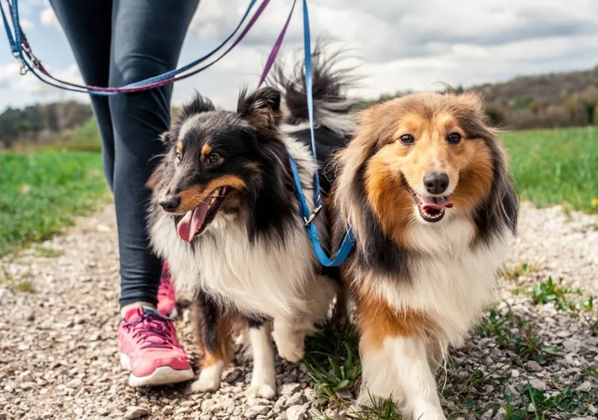 这几个地方，都是狗狗的最爱，你带它去过吗？休闲区蓝鸢梦想 - Www.slyday.coM