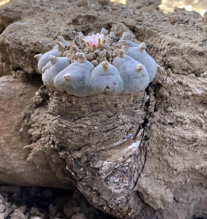 原生多肉的魅力,国内要1万块,甚至还买不到,国外遍地都是休闲区蓝鸢梦想 - Www.slyday.coM 原生多肉的魅力,国内要1万块,甚至还买不到,国外遍地都是休闲区蓝鸢梦想 - Www.slyday.coM