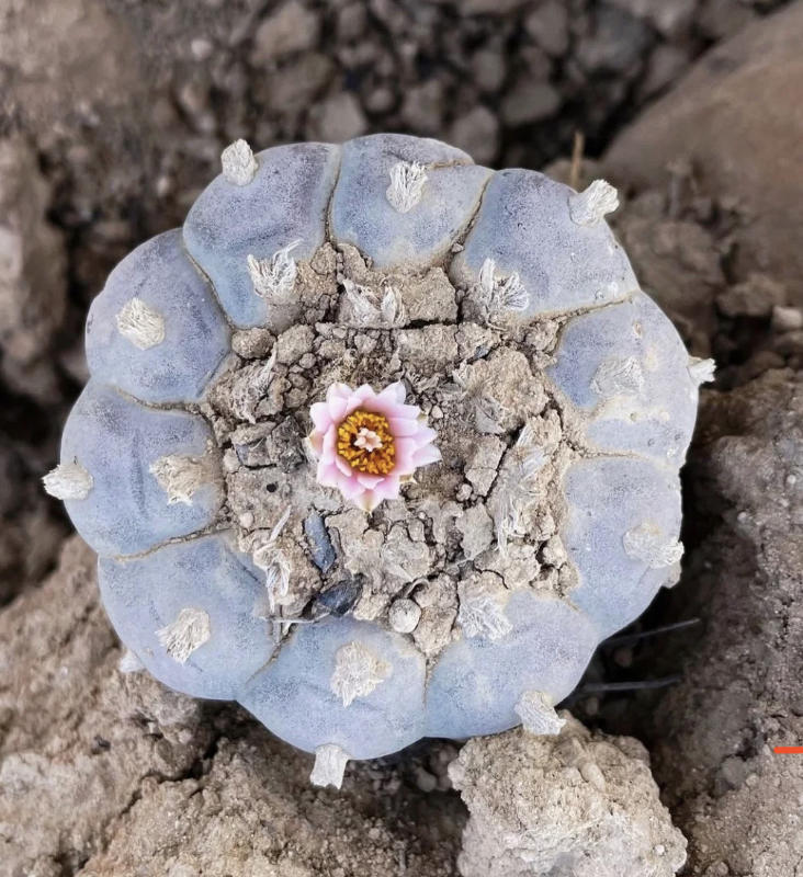 原生多肉的魅力,国内要1万块,甚至还买不到,国外遍地都是休闲区蓝鸢梦想 - Www.slyday.coM 原生多肉的魅力,国内要1万块,甚至还买不到,国外遍地都是休闲区蓝鸢梦想 - Www.slyday.coM