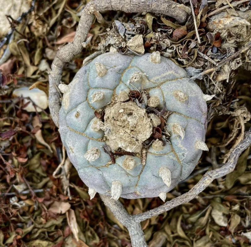 原生多肉的魅力,国内要1万块,甚至还买不到,国外遍地都是休闲区蓝鸢梦想 - Www.slyday.coM 原生多肉的魅力,国内要1万块,甚至还买不到,国外遍地都是休闲区蓝鸢梦想 - Www.slyday.coM