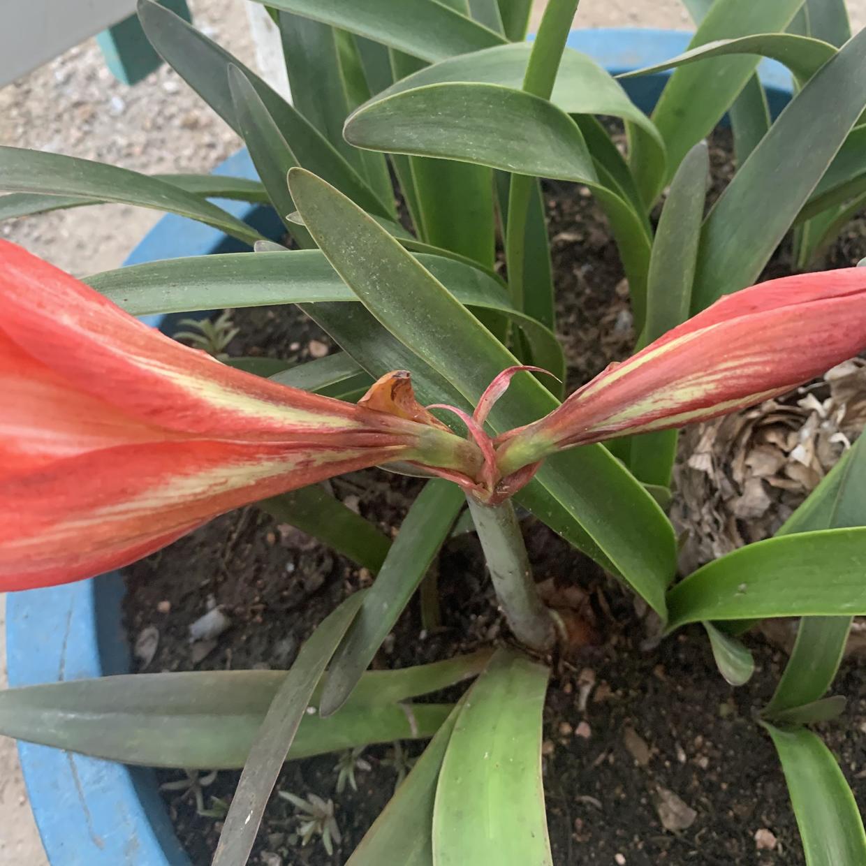 都是朱顶红,价格差这么多?便宜的三五块,价格高的上百块休闲区蓝鸢梦想 - Www.slyday.coM 都是朱顶红,价格差这么多?便宜的三五块,价格高的上百块休闲区蓝鸢梦想 - Www.slyday.coM