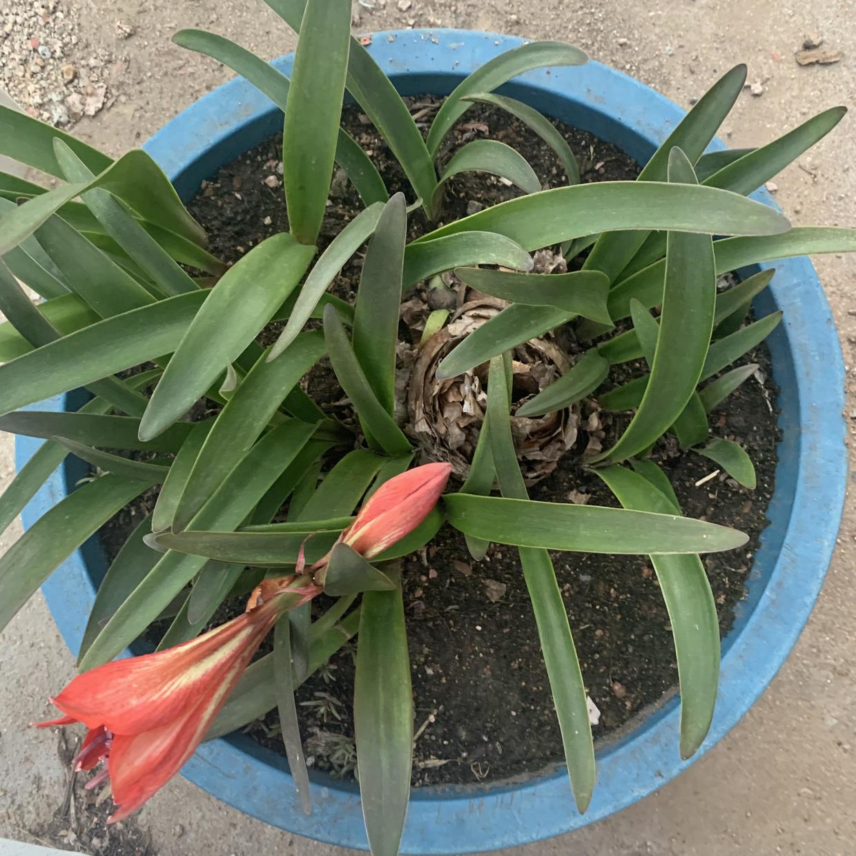 都是朱顶红,价格差这么多?便宜的三五块,价格高的上百块休闲区蓝鸢梦想 - Www.slyday.coM 都是朱顶红,价格差这么多?便宜的三五块,价格高的上百块休闲区蓝鸢梦想 - Www.slyday.coM