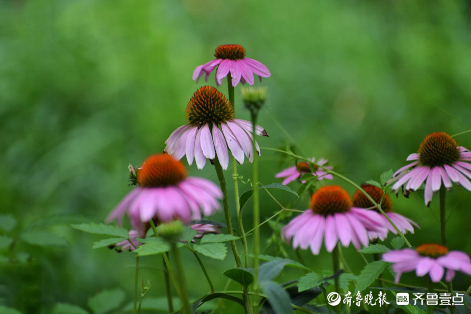 6月30日最佳情报休闲区蓝鸢梦想 - Www.slyday.coM