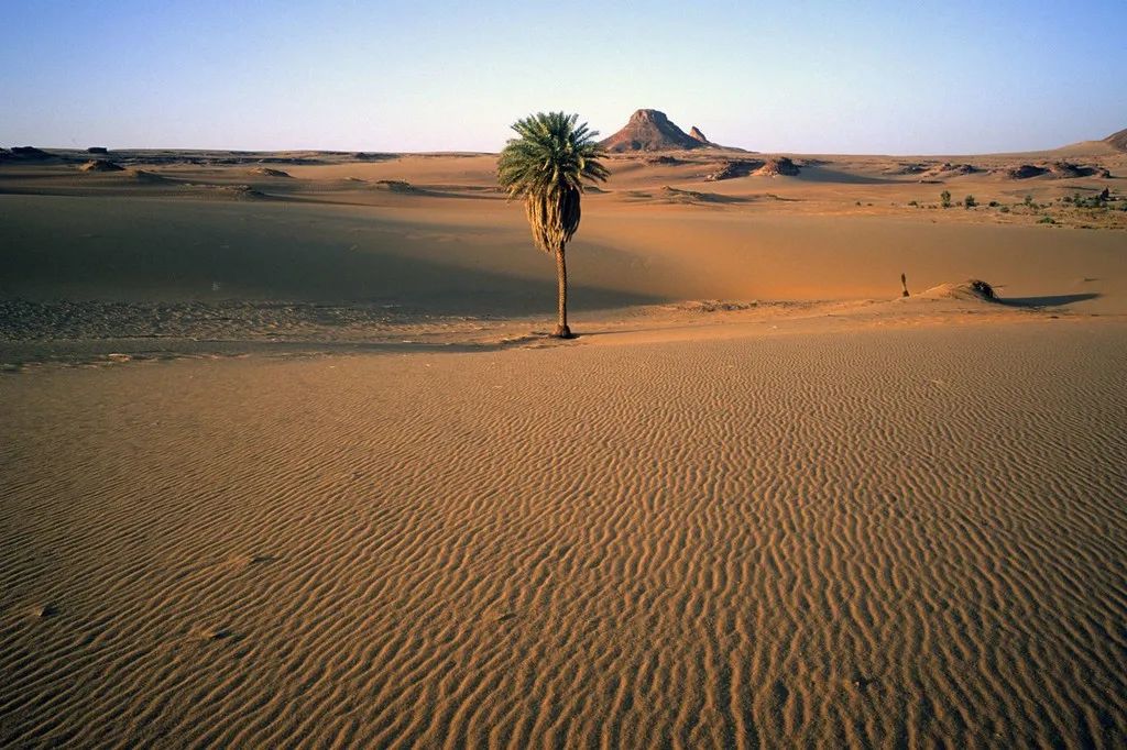 突发这国沙漠地带发现20具遗体