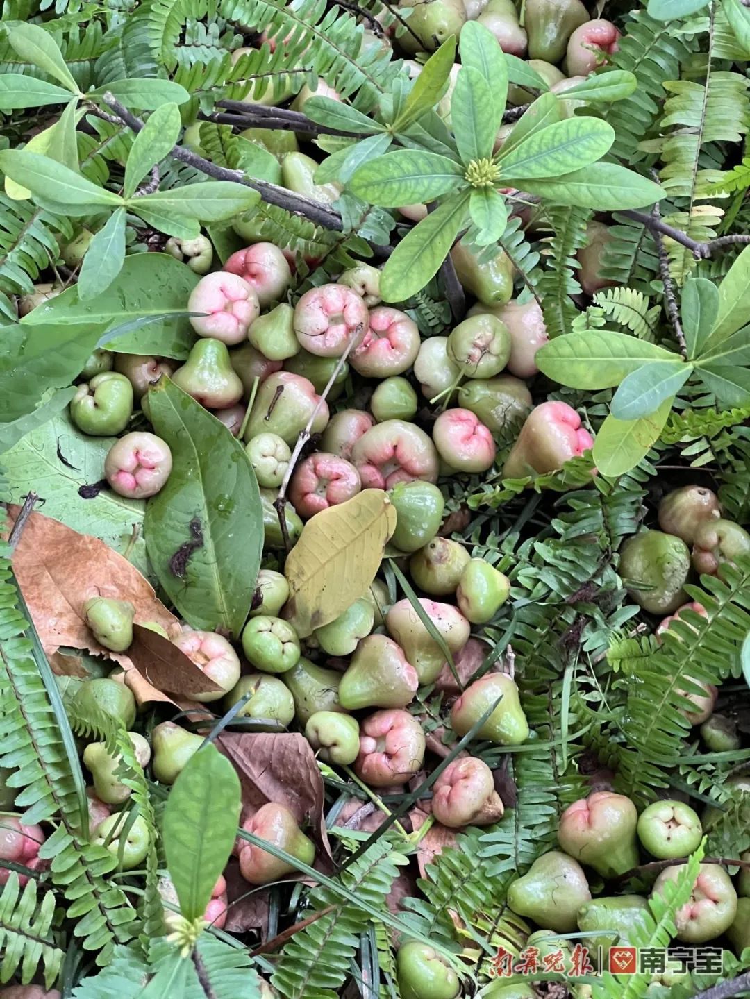 诱人！南宁路边的水果熟了，来看看有没有你爱的休闲区蓝鸢梦想 - Www.slyday.coM