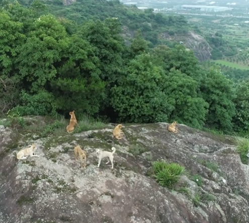 村民报警称山上有“老虎”！警方赶来发现：好多……休闲区蓝鸢梦想 - Www.slyday.coM