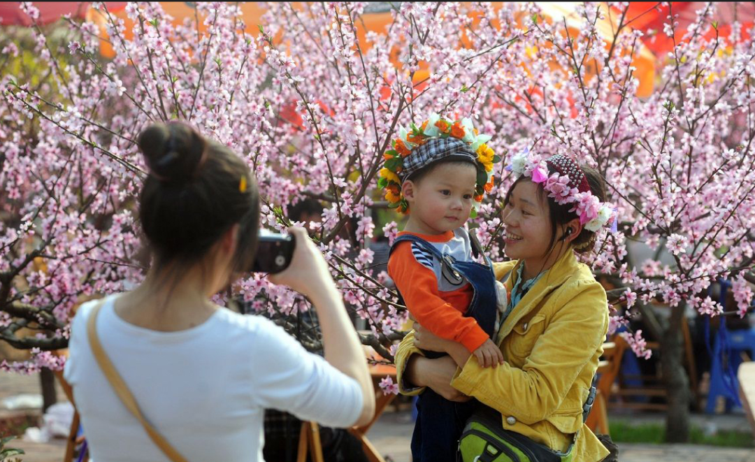 百果园-桃花盛开