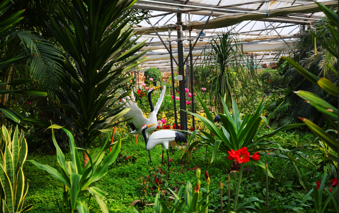 金丰农科园-兰花岛