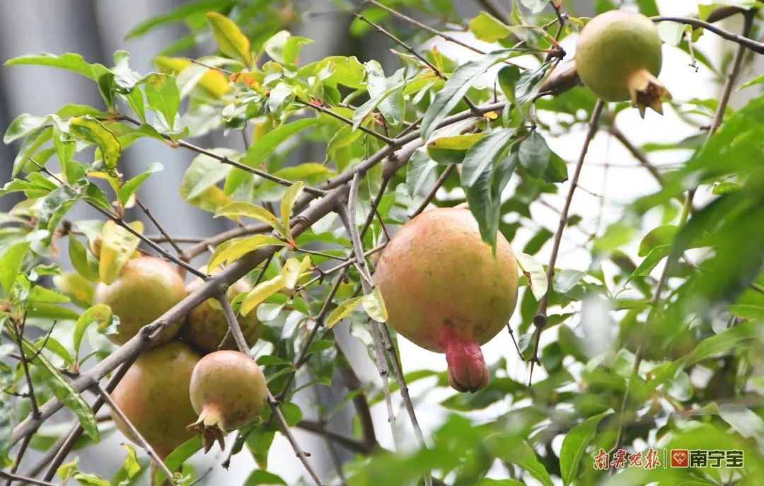 诱人！南宁路边的水果熟了，来看看有没有你爱的休闲区蓝鸢梦想 - Www.slyday.coM