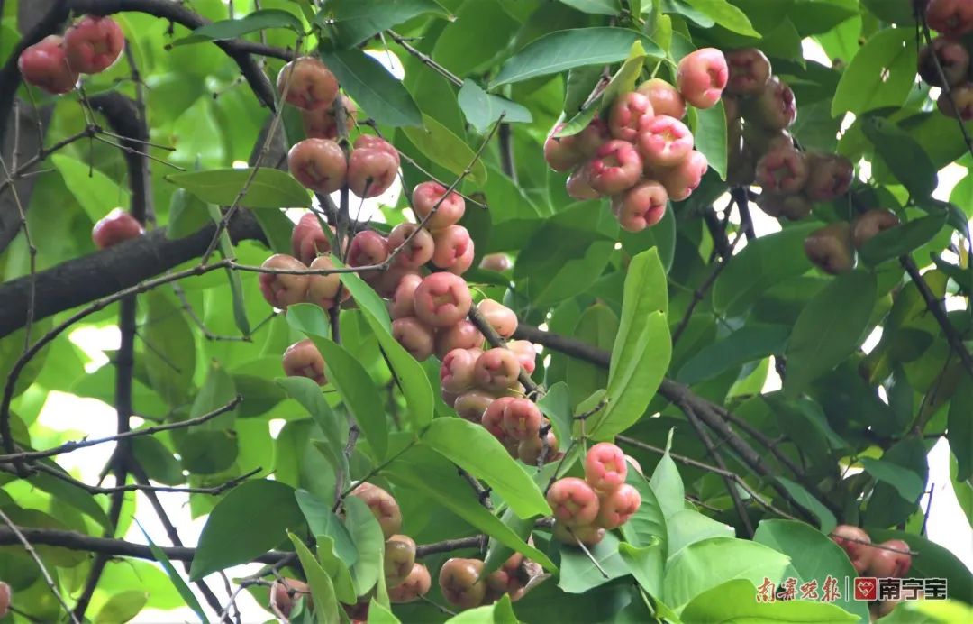 诱人！南宁路边的水果熟了，来看看有没有你爱的休闲区蓝鸢梦想 - Www.slyday.coM