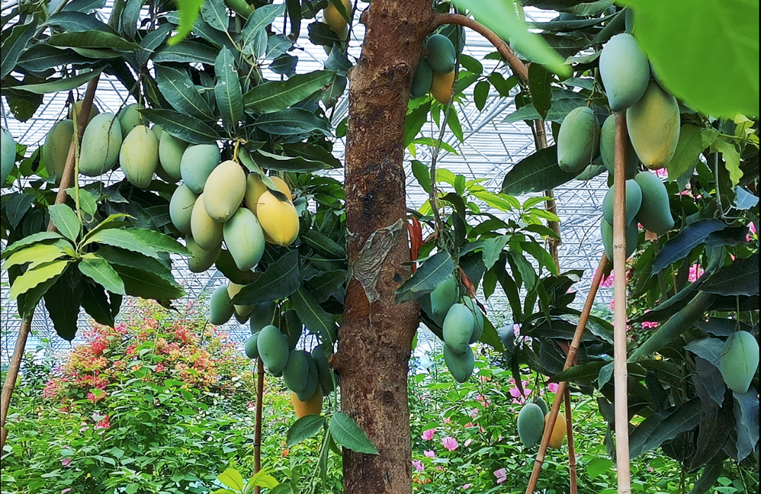 九州伊甸园-热带芒果