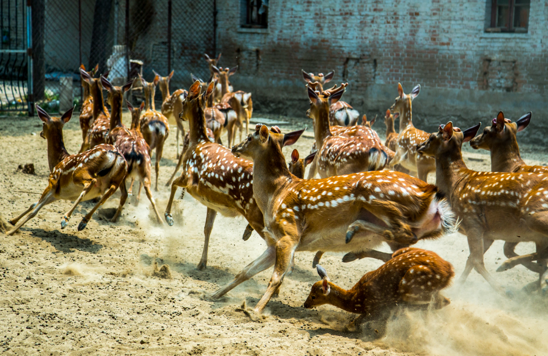 璞然生态园-梅花鹿养殖