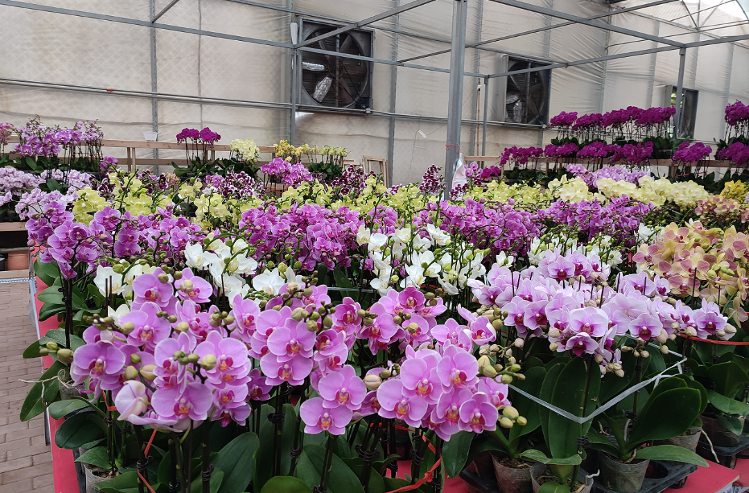 高碑店新发地花卉批发市场