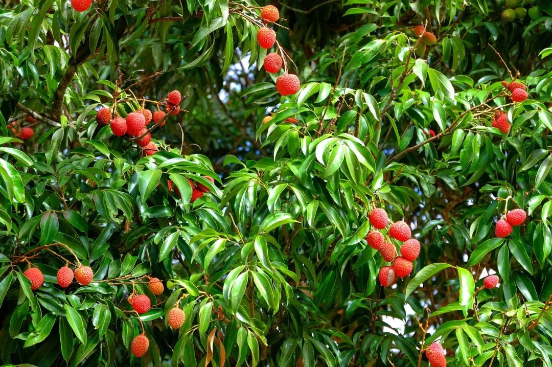 吃荔枝，还真得看中国人的休闲区蓝鸢梦想 - Www.slyday.coM