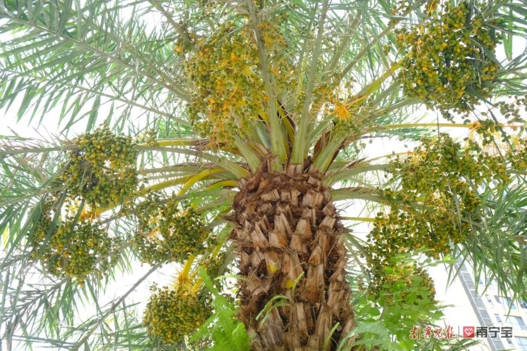 诱人！南宁路边的水果熟了，来看看有没有你爱的休闲区蓝鸢梦想 - Www.slyday.coM