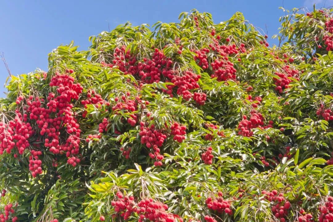 吃荔枝，还真得看中国人的休闲区蓝鸢梦想 - Www.slyday.coM