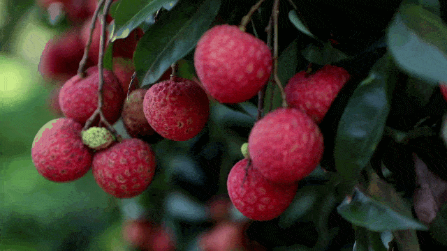 吃荔枝，还真得看中国人的休闲区蓝鸢梦想 - Www.slyday.coM