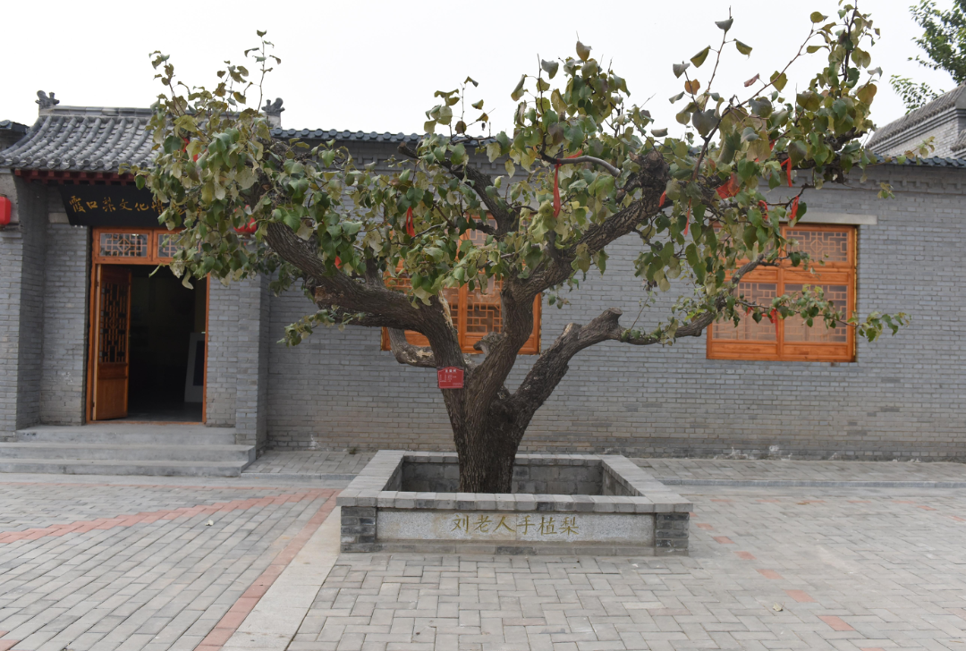 刘老人梨园-手植梨
