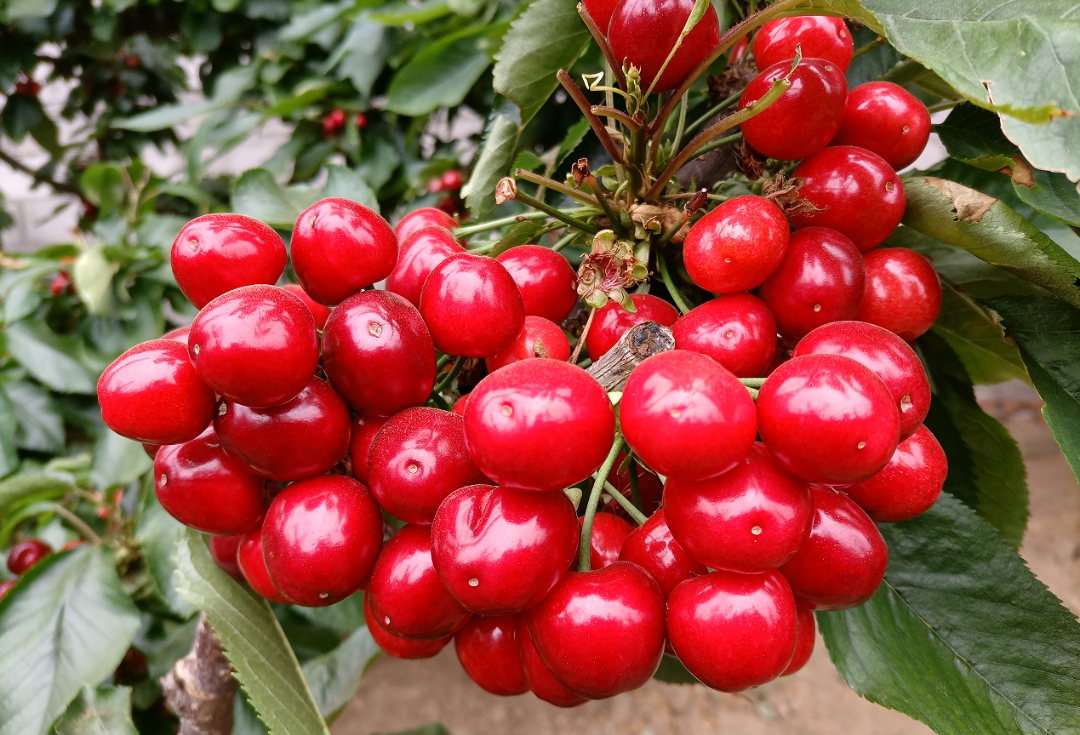 中关乾北寨大樱桃采摘