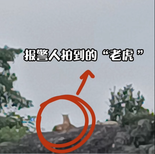 村民报警称山上有“老虎”！警方赶来发现：好多……休闲区蓝鸢梦想 - Www.slyday.coM