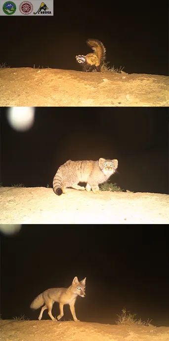 兔狲的家乡也太旱了，蛇都被晒成了干儿!休闲区蓝鸢梦想 - Www.slyday.coM