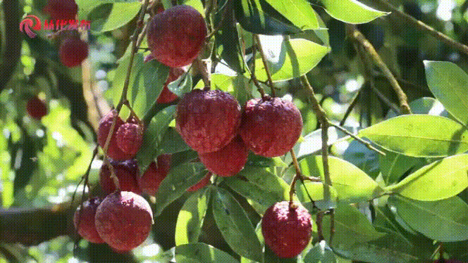 吃荔枝，还真得看中国人的休闲区蓝鸢梦想 - Www.slyday.coM