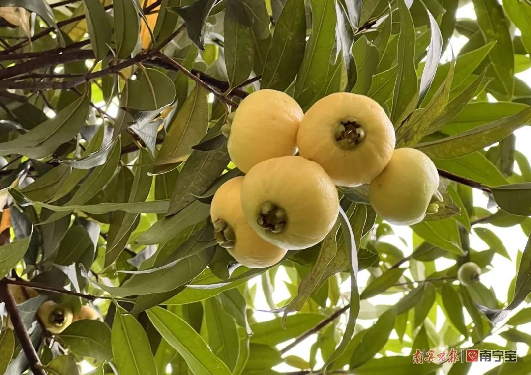 诱人！南宁路边的水果熟了，来看看有没有你爱的休闲区蓝鸢梦想 - Www.slyday.coM