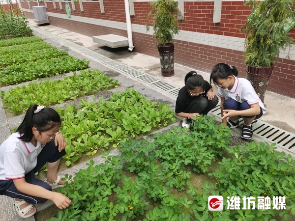 劳动课怎么上效果才好？看潍坊这些学校的匠心实践休闲区蓝鸢梦想 - Www.slyday.coM