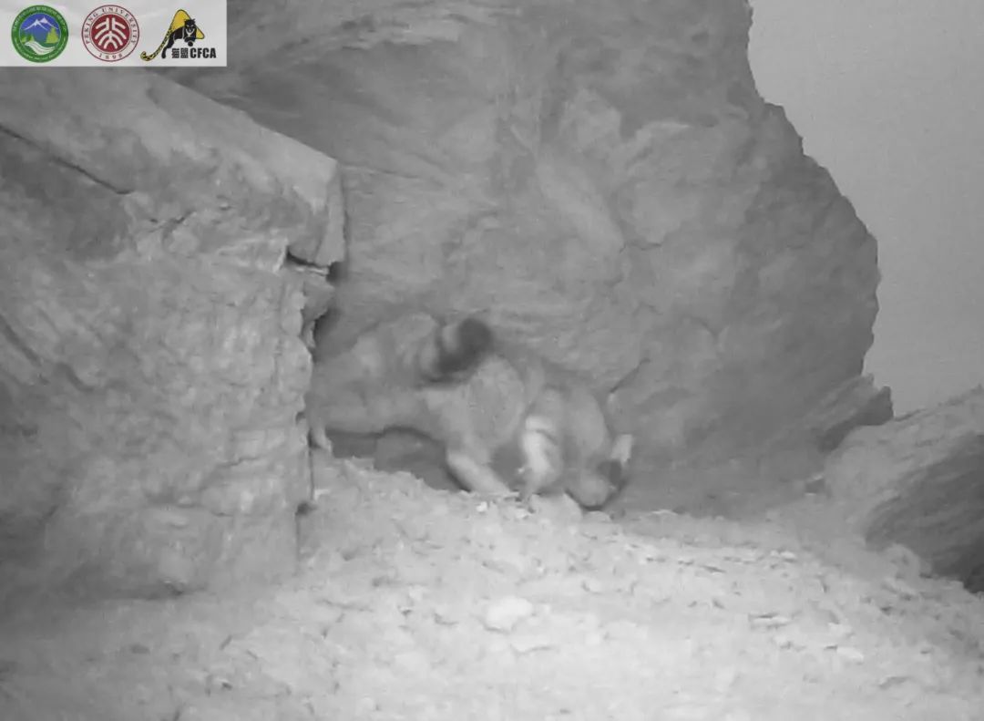 兔狲的家乡也太旱了，蛇都被晒成了干儿!休闲区蓝鸢梦想 - Www.slyday.coM