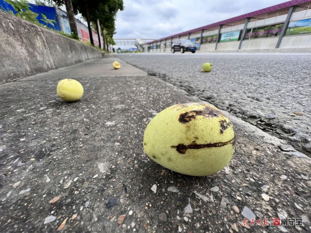 诱人！南宁路边的水果熟了，来看看有没有你爱的休闲区蓝鸢梦想 - Www.slyday.coM