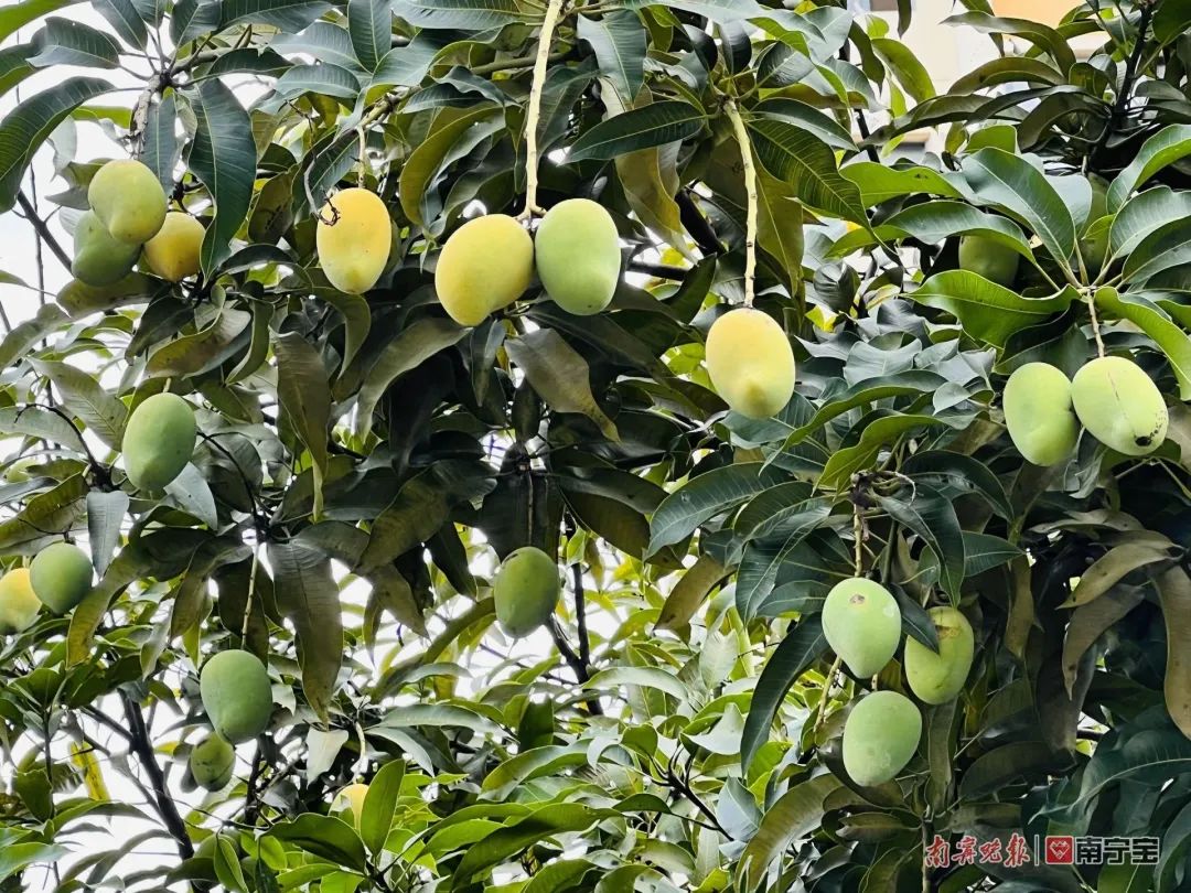诱人！南宁路边的水果熟了，来看看有没有你爱的休闲区蓝鸢梦想 - Www.slyday.coM
